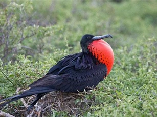 CLIP: Top 5 loài vật kỳ lạ và ấn tượng nhất thế giới