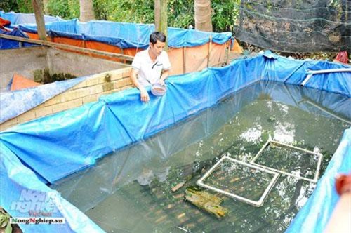 Cần Thơ: Ăn nên làm ra nhờ nuôi lươn không bùn