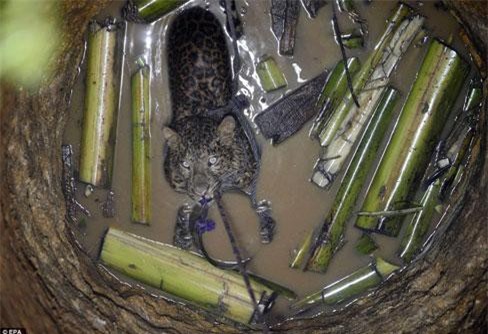 Cận cảnh giải cứu báo đốm mắc kẹt dưới giếng