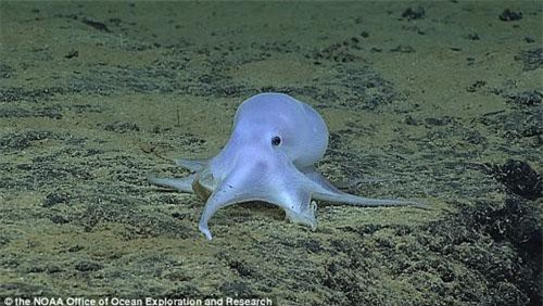 Chân dung bạch tuộc màu sữa kỳ lạ gây sốt