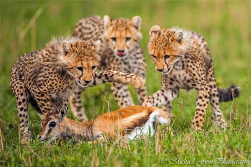 Choáng ngợp cuộc sống màu sắc của động vật hoang dã