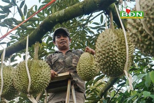 Chuyện lạ Đắk Nông, 36 cây sầu riêng thu 500 triệu đồng