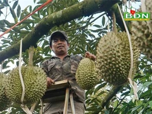 Chuyện lạ Đắk Nông, 36 cây sầu riêng thu 500 triệu đồng
