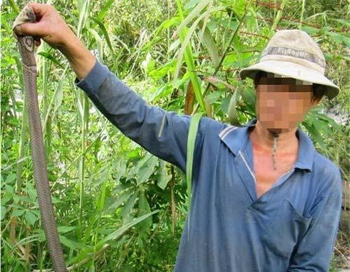 Đánh đu mạng sống để 'thu phục' rắn độc