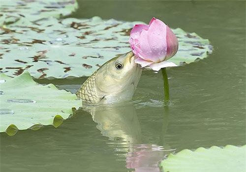 Độc đáo có '1-0-2' cảnh cá chép ăn hoa sen