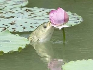 Độc đáo có '1-0-2' cảnh cá chép ăn hoa sen