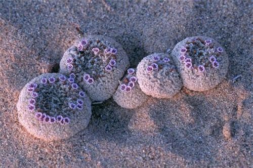 'Độc lạ' loài hoa nở trên cát như hoa ngoài hành tinh