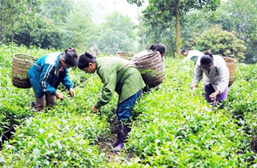 Động lực phát triển nông thôn mới từ các HTX chè ở Yên Thế