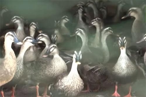 Hải Dương: Đổi đời nhờ mô hình nuôi vịt trời