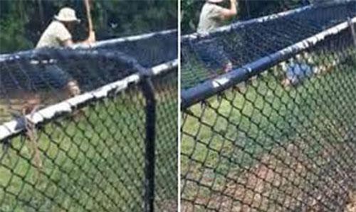 Hãi hùng cảnh cá sấu tấn công nhân viên vườn thú