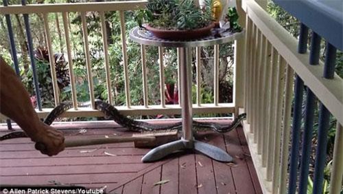 Hãi hùng cảnh truy đuổi trăn khổng lồ ngay trong nhà