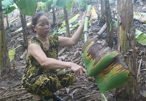 Hưng Yên: Tận thu lá chuối, lá dong thu nhập khá