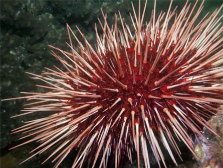 Khám phá những loài động vật 'sống lâu, sống dai' nhất thế giới