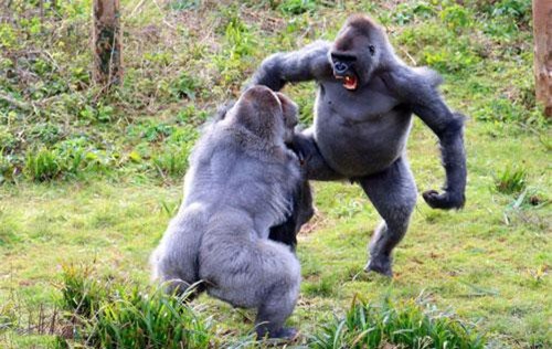 Khỉ đột hỗn chiến kinh hoàng giành khoai tây nướng