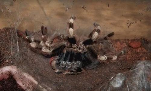 Kinh hoàng cảnh tượng nhện Tarantula lột xác