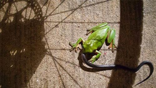 Kinh hoàng trước cảnh ếch cây xanh nhai sống rắn độc