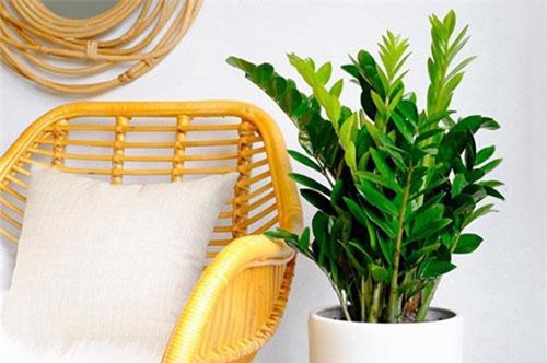 Muốn ngồi trong nhà cũng may mắn, hãy trồng ngay 5 cây này