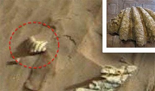 NASA phát hiện hình ảnh vỏ ngao trên sao Hỏa?