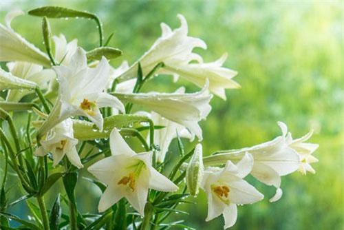 Nếu chọn đúng các loại cây may mắn bày nơi làm việc và tại nhà sẽ giúp công việc hanh thông, tiền tài đầy túi