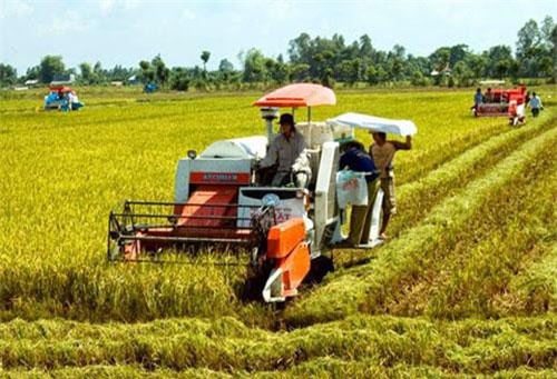 Nông sản mất giá vì thiếu chuỗi giá trị