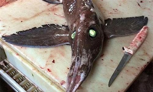 Phát hiện 'quái vật ngoài hành tinh' có cánh và mắt phát sáng