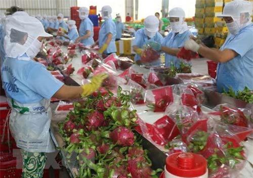 Rau quả Việt Nam xuất khẩu sang thị trường lớn nhất tiếp tục giảm