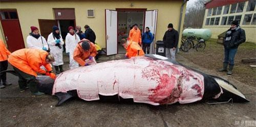 Tận mục cảnh mổ xẻ cá voi dạt bờ gây sốc