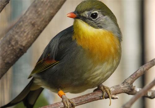 Thú vị chim kim oanh mỏ đỏ siêu đẹp ở Lào Cai