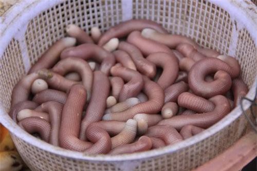 Top 10 hải sản ngon nhất đất Việt được sách Kỷ lục ghi nhận