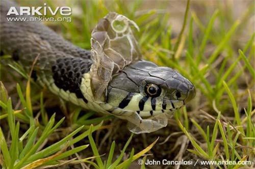 Vì sao rắn lột xác yếu ớt tột cùng?