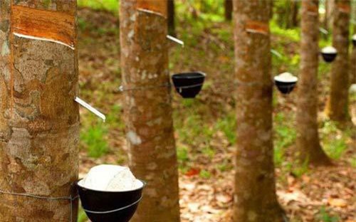 Xuất khẩu cao su giảm mạnh trong nửa đầu tháng 9/2019