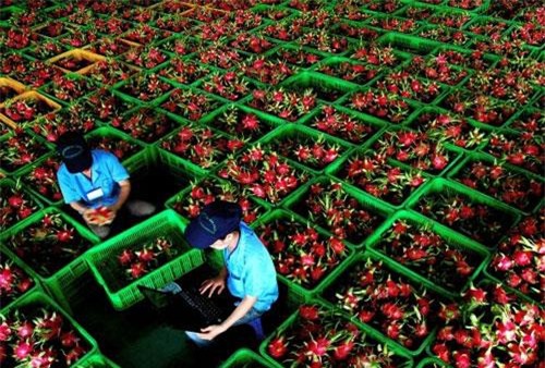 Xuất khẩu rau quả sang châu Âu cần lưu ý gì?