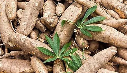 Xuất khẩu sắn dự báo tiếp tục gặp khó