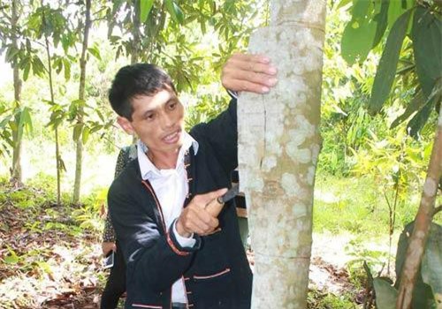 Yên Bái: Trồng rừng cây bóc vỏ bán, lão nông thu tiền tỷ giấu đầy gác bếp