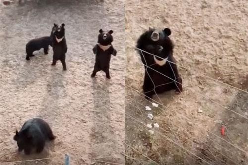 CLIP: Cười 'chảy nước mắt' với những khoảnh khắc hài hước về động vật