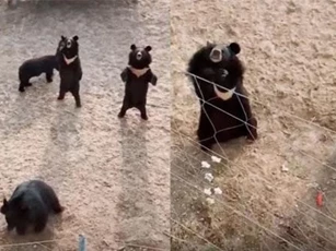 CLIP: Cười 'chảy nước mắt' với những khoảnh khắc hài hước về động vật