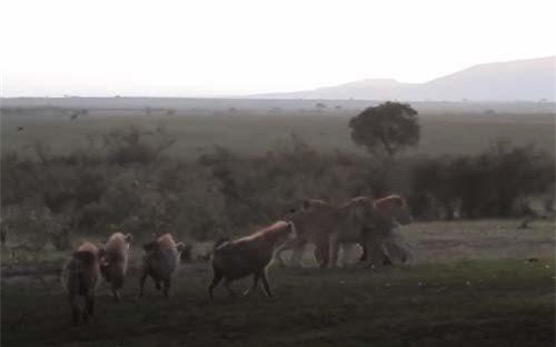 CLIP: Đàn sư tử đại chiến bầy linh cẩu và cái kết bất ngờ