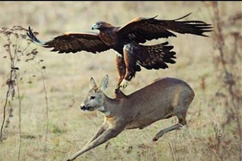 CLIP: Tổng hợp những khoảnh khắc tấn công con mồi hay nhất của đại bàng