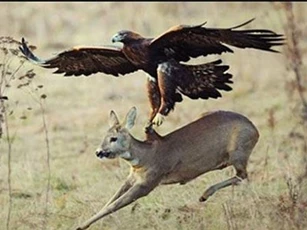 CLIP: Tổng hợp những khoảnh khắc tấn công con mồi hay nhất của đại bàng