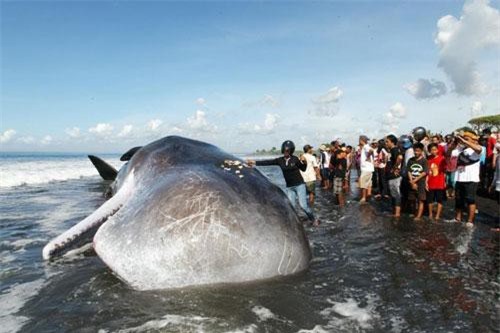 Cá nhà táng khổng lồ dạt bờ chết thảm ở Indonesia