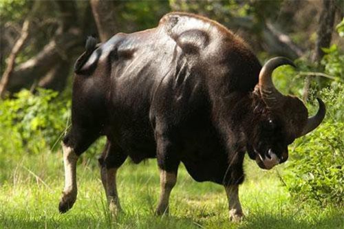 Chi tiết giống bò tót quý hiếm chết ở Đồng Nai