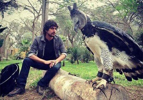 Choáng váng đại bàng khổng lồ 'bản đời thực thần điêu đại hiệp'