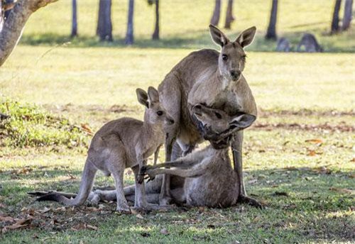 Đau lòng khoảnh khắc kangaroo đực từ giã bạn đời