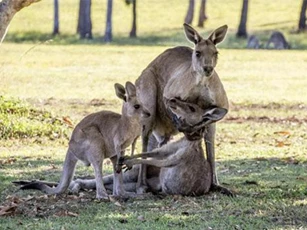 Đau lòng khoảnh khắc kangaroo đực từ giã bạn đời