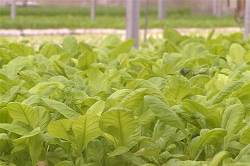 Hà Nội: Ăn nên làm ra nhờ trồng rau thủy canh