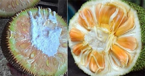 Mẹo phân biệt mít chín cây và mít chín do hóa chất nhanh nhất