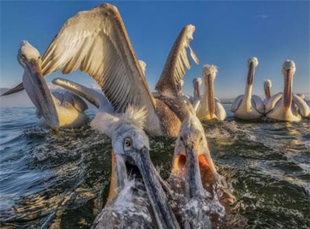 Ngắm chùm ảnh động vật hoang dã đẹp 'mỹ miều' nhất