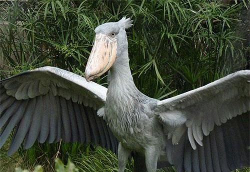 Những loài chim kỳ dị sở hữu chiếc mỏ 'quái' nhất Thế giới động vật