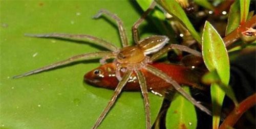 Những sự thật ít biết về loài nhện khổng lồ biết bơi, giỏi săn cá