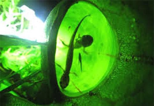 Phát hiện loài cây ăn thịt đáng sợ tại Canada